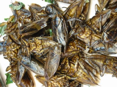 common household pests